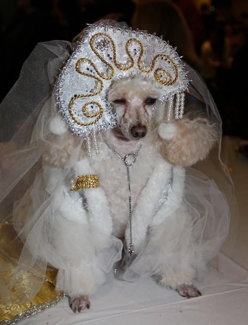 Open Post: Hosted By The Dead-Inside Dogs Of The New York Pet Fashion Show