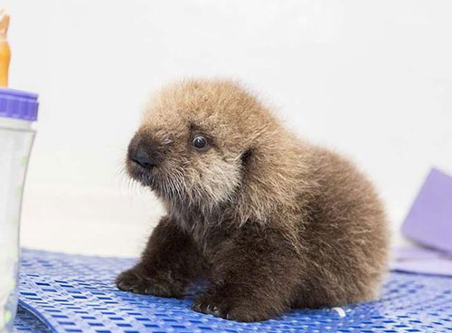 Dlisted | Open Post: Hosted By An Adorable Abandoned Baby Sea Otter