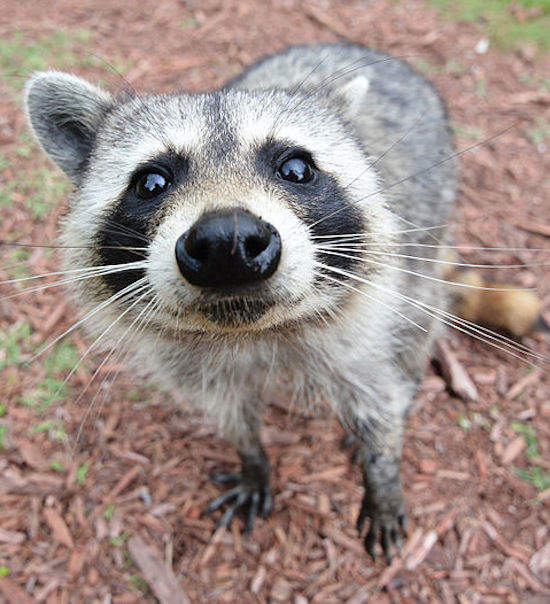 List 92+ Pictures Do Raccoons Growl And Hiss Excellent 10/2023