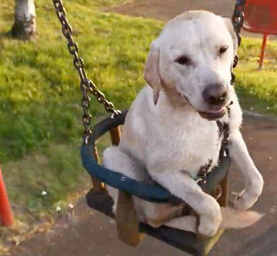 Open Post And Programming Note: Hosted By Just A Dog On A Swing