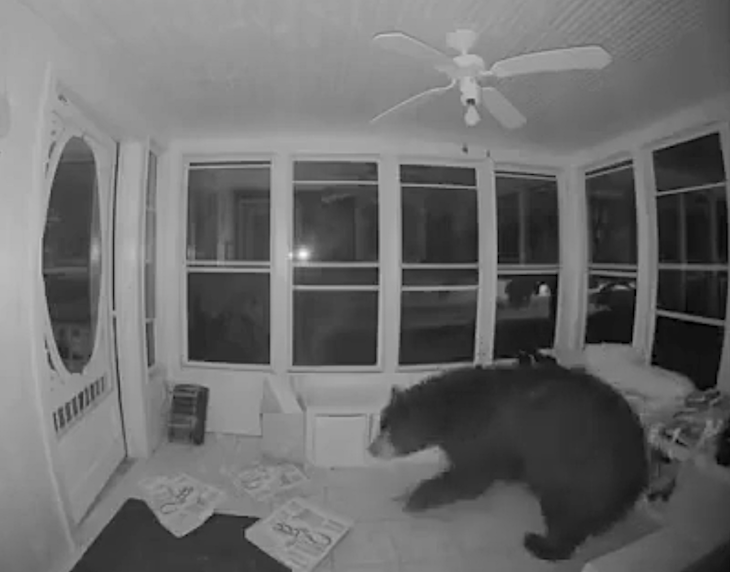Open Post: Hosted By This Black Bear Who Broke Into A House For Pizza