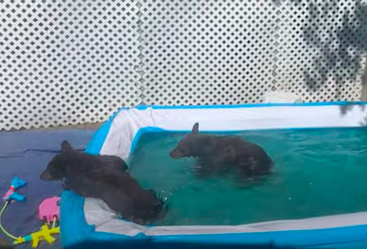 Open Post: Hosted By Two Bear Cubs Who Went Swimming In A Backyard Kiddie Pool