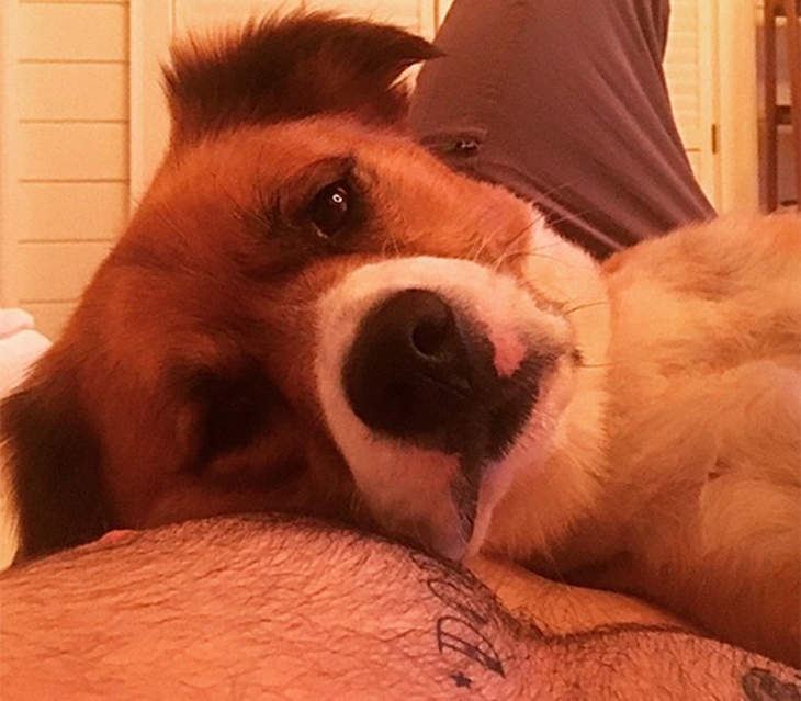 Open Post: Hosted By Chris Evans’ Newest Thirst Trap Featuring His Dog, Dodger