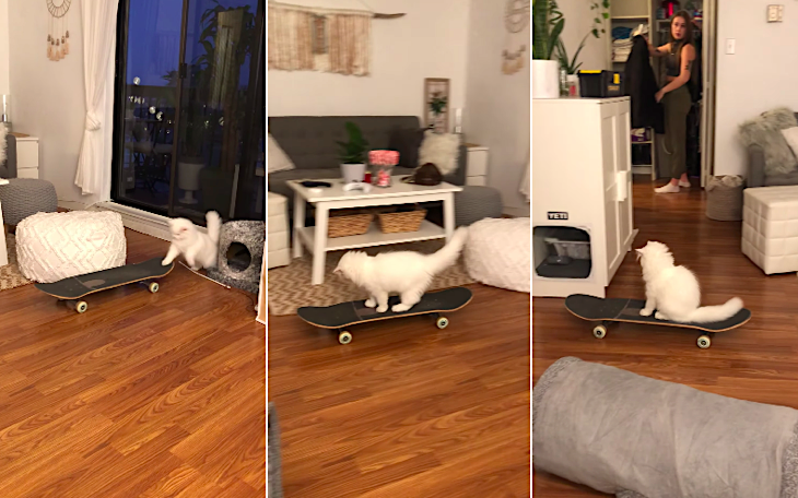Dlisted Open Post Hosted By Yeti The Skateboarding Pussy