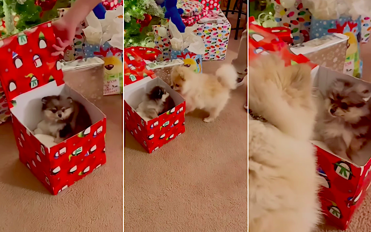 Open Post: Hosted By Pancake The Pomeranian Getting A New Little Brother For Christmas