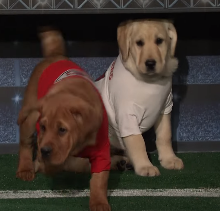 Open Post:  Hosted By Puppies Predicting The Super Bowl