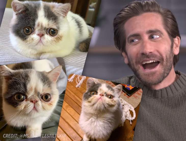 Jake Gyllenhaal’s Rumored Cat, Ms. Flufﬂe Stilt Skin, Has Spoken Up On His Behalf