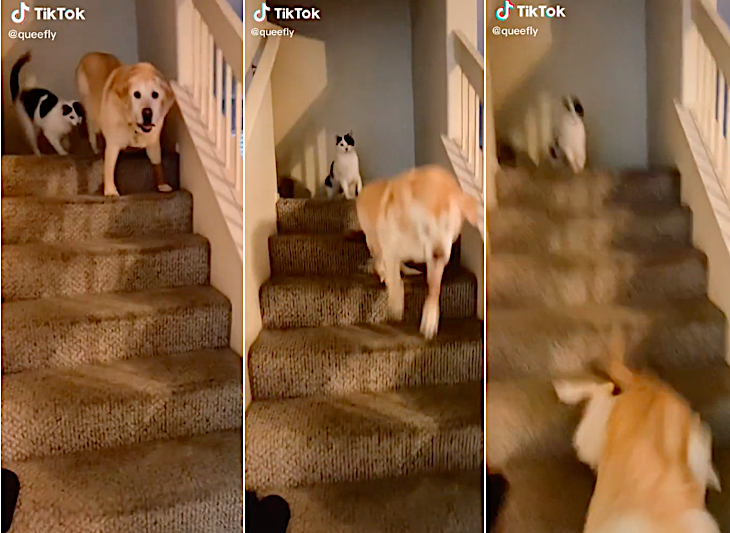 Open Post: Hosted By A Cat Pushing An Elderly Dog Down The Stairs