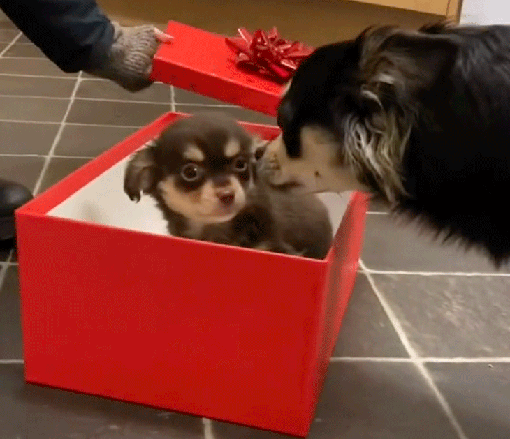 Christmas Open Post: Hosted By Lenny The Chihuahua Getting A Puppy Friend For The Holidays