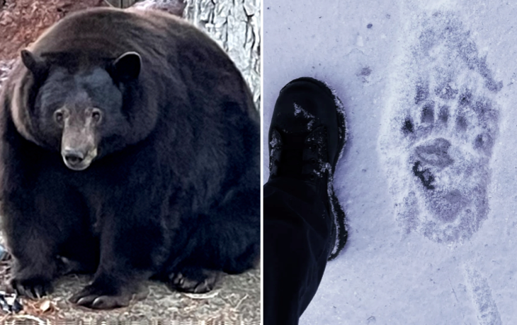 Open Post: Hosted By The 500-Pound Bear, Hank The Tank, Who Has Broken Into Dozens Of Homes In Lake Tahoe
