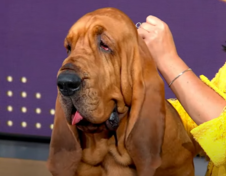 do all bloodhounds stink