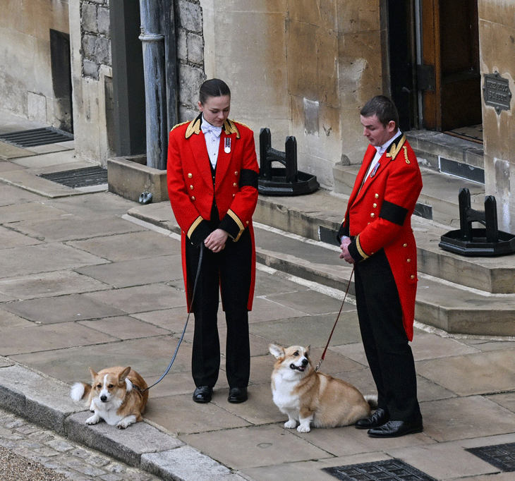 THE QUEEN’S Corgis, Sandy And Muick, Were Brought Out To Watch Her Funeral Procession Arrive At Windsor Castle