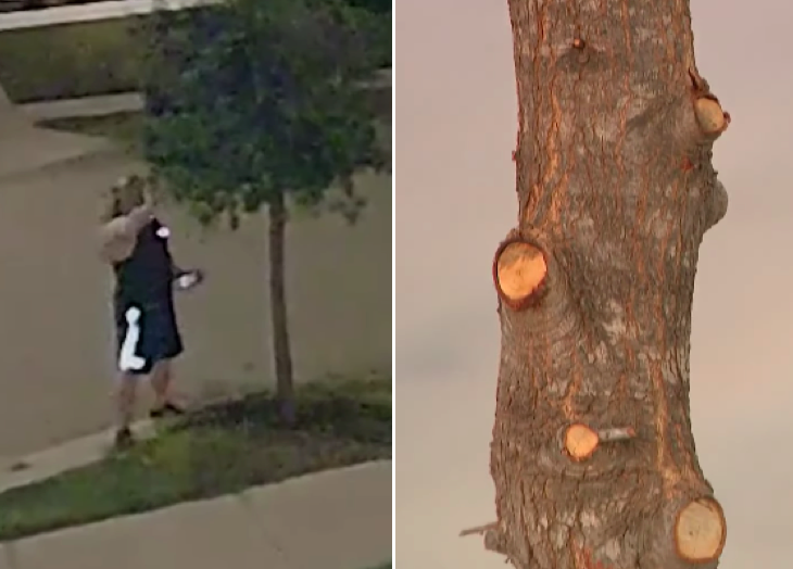 Open Post: Hosted By “Edward Scissorhands”, Fort Worth’s Mysterious Overnight Tree Trimmer