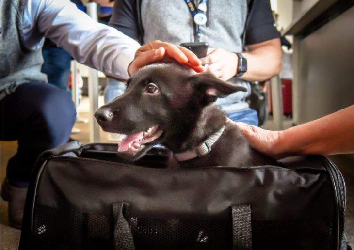 Open Post: Hosted By The Abandoned San Francisco Airport Dog Finding His “Furever” Home With A United Airlines Pilot