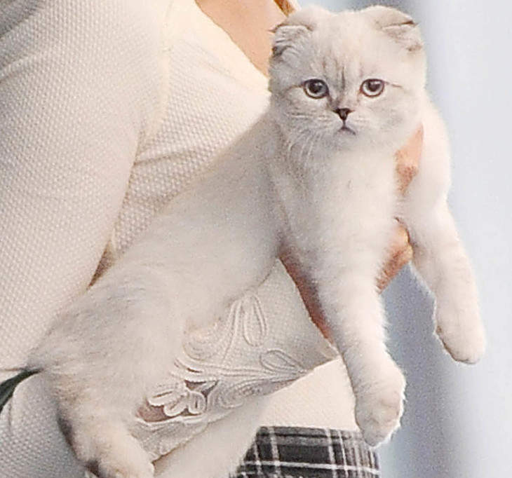 How Karl Lagerfeld's cat Choupette, already a millionaire, could become the  richest feline on the planet