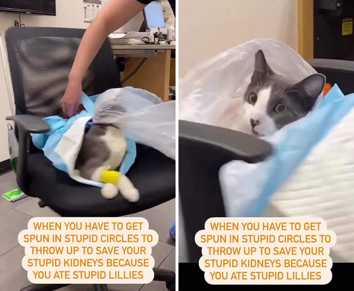 Open Post: Hosted By A Cat’s WTF Reaction Over A Vet’s Technique