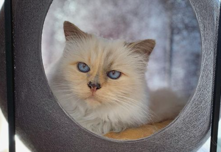 No, Karl Lagerfeld's Pet Cat Choupette Won't Be At Met Gala