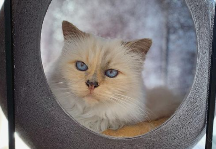 Choupette, Karl Lagerfeld's cat, became an Instagram star